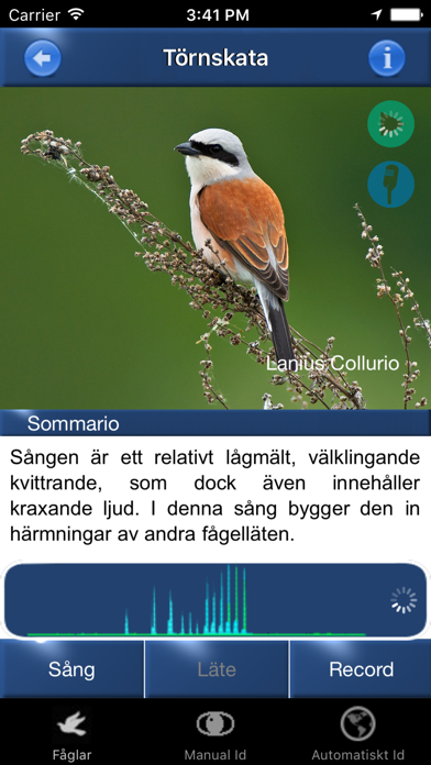 Screenshot #2 pour Fågelsång Id - fåglar