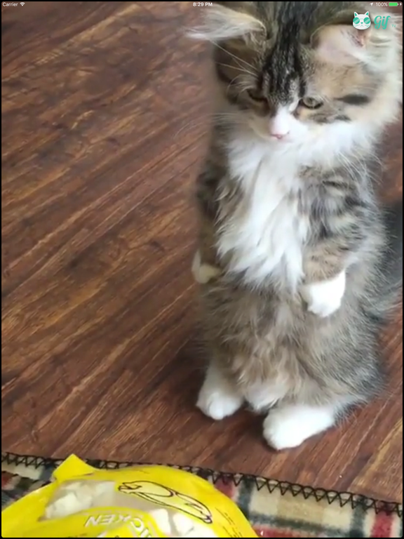 Screenshot #4 pour Cat GIF TV
