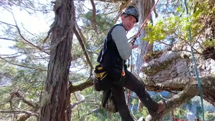 Coast Redwood Canopy