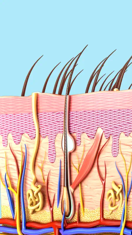 My Skin Anatomy screenshot 1 of 8