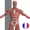 Anatomie Visuel - Education Mobile