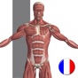 Anatomie Visuel app download