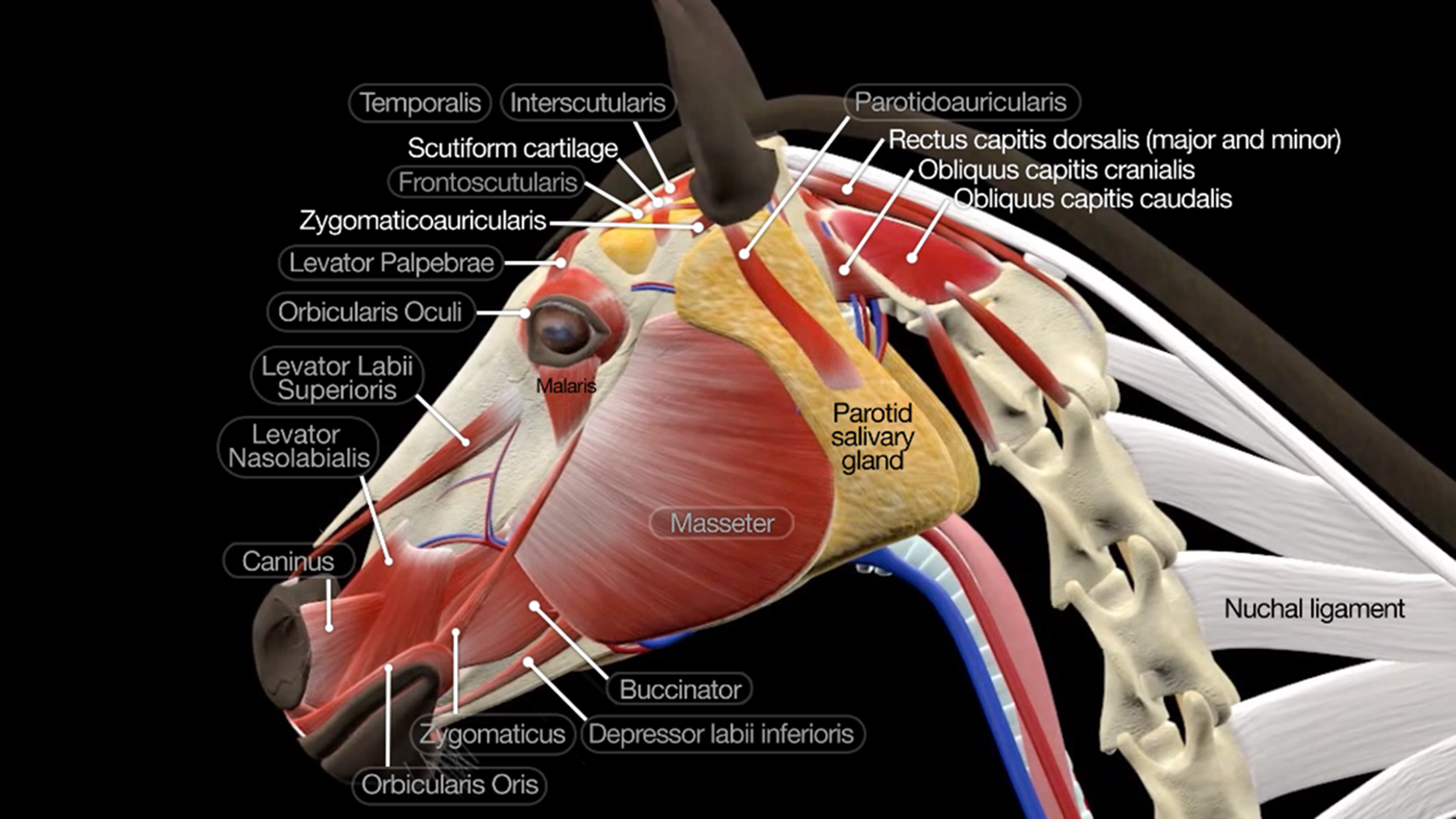 Horse Anatomy: Equine 3D