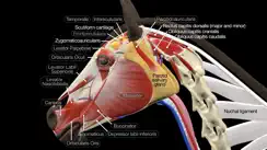 Horse Anatomy: Equine 3D iPhone image 1