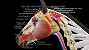 Horse Anatomy: Equine 3D screenshot
