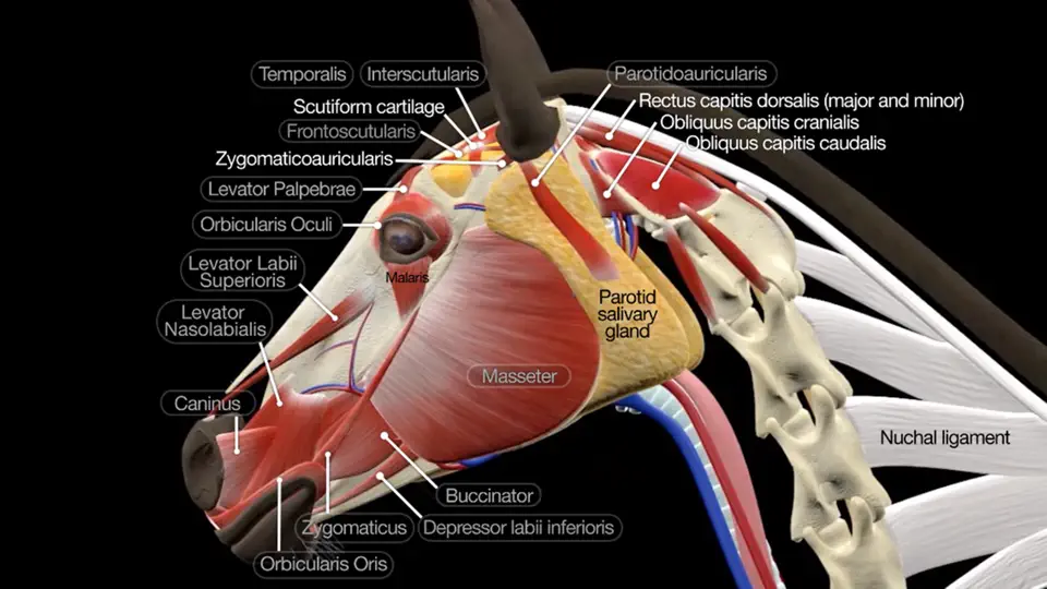 Captura de pantalla de Horse Anatomy: Equine 3D en iPhone 1