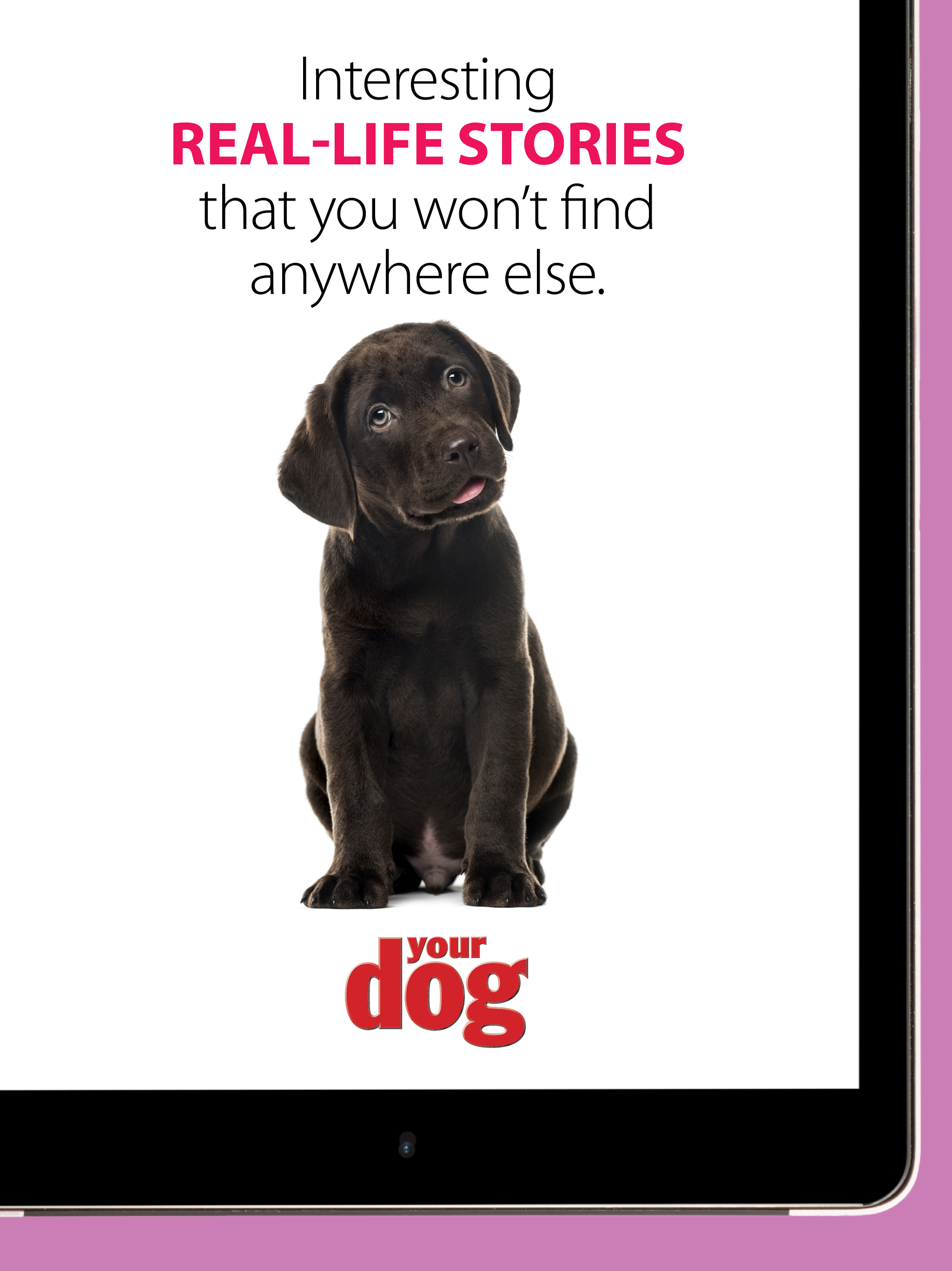 Your Dog