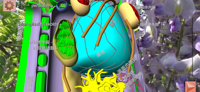 3D细胞结构（动物，植物，原核生物
