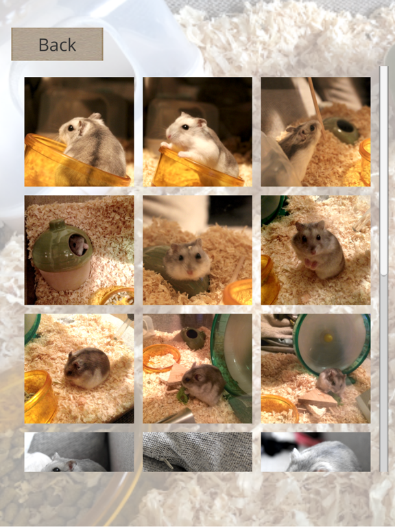 Hamster Slider Puzzle iPad screenshot
