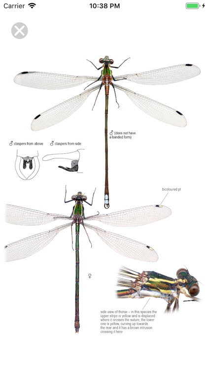 Dragonfly SA screenshot-3