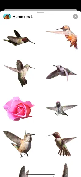 Game screenshot Hummingbirds - Large (Retina) apk