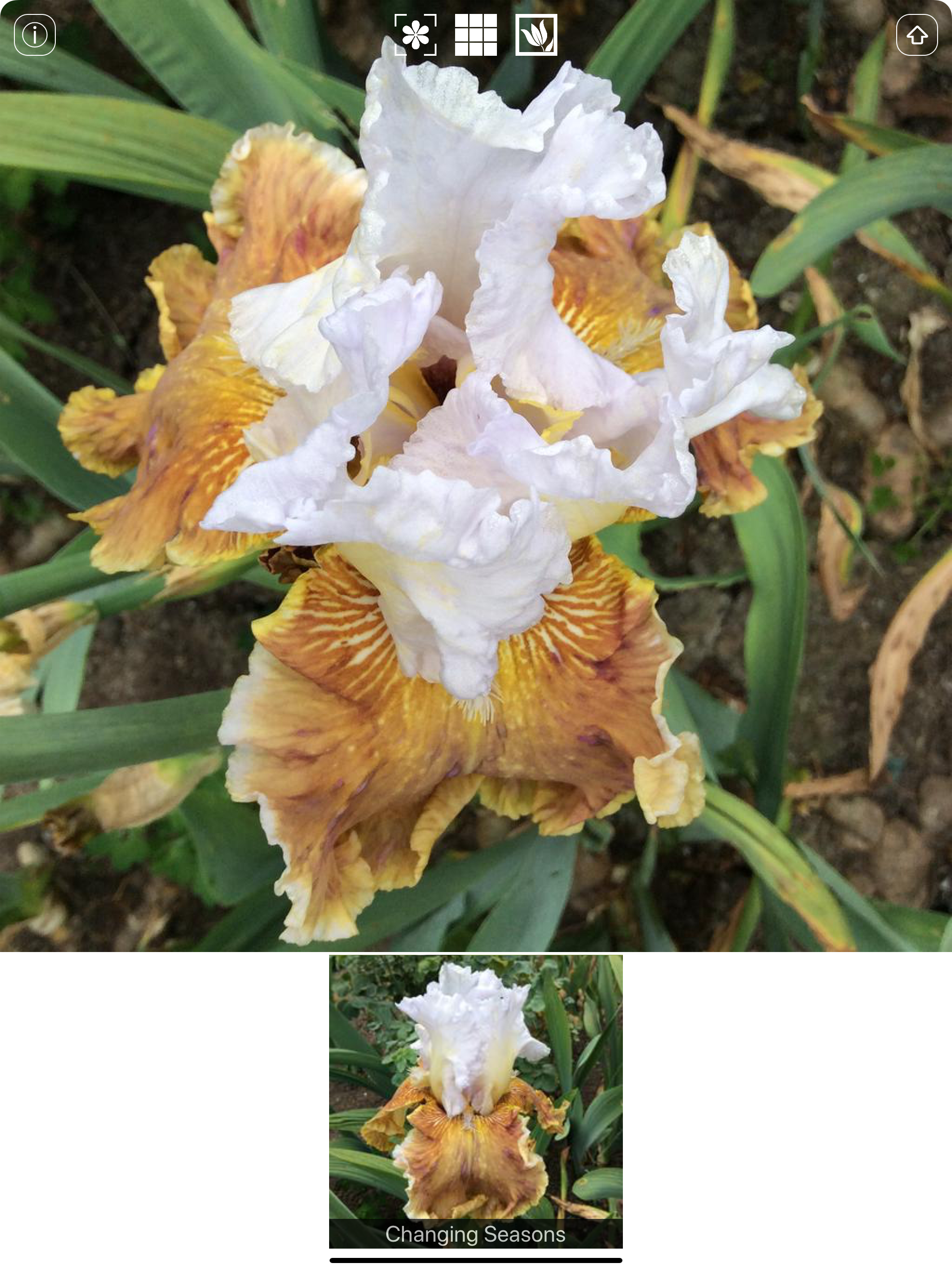 Instant Iris