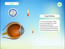 Game screenshot Human Eye Receptors 2 apk