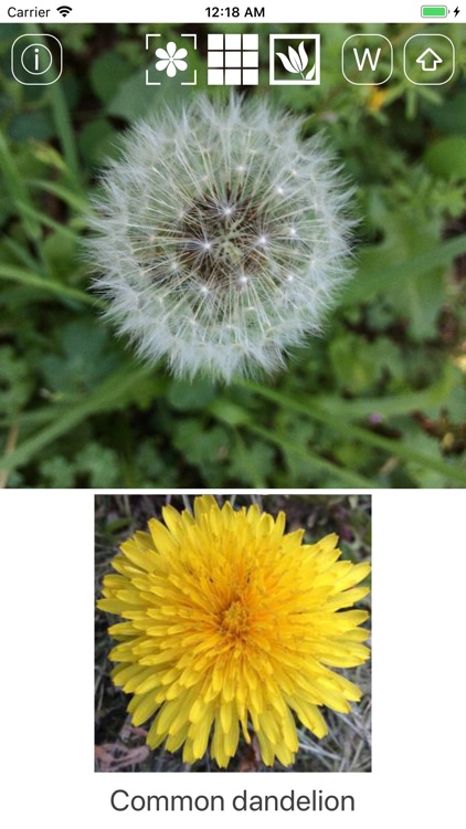 Instant Flower screenshot-3