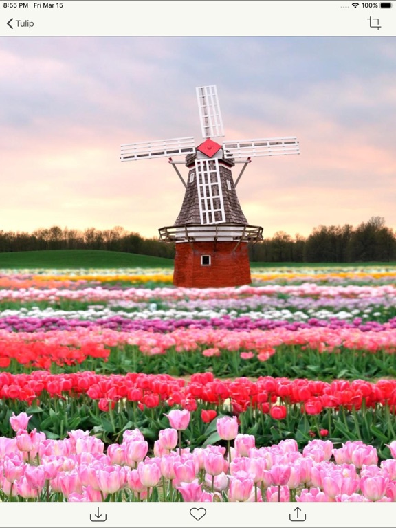 Screenshot #6 pour Flower Gallery