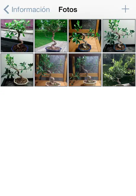 Bonsai Album