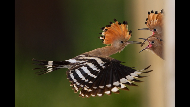 Album The Golden Tortoise 5