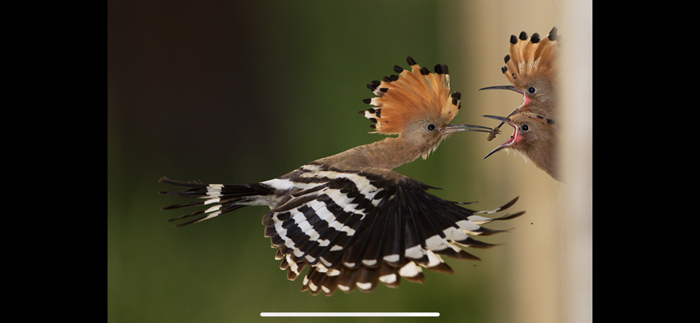 Album The Golden Tortoise 5