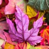 Autumn Wallpapers: HD