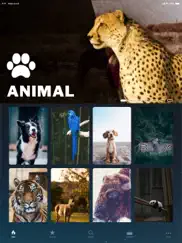обои - фон - обои hd качества айпад изображения 3