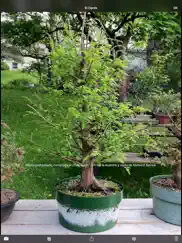 bonsai album lite ipad capturas de pantalla 3