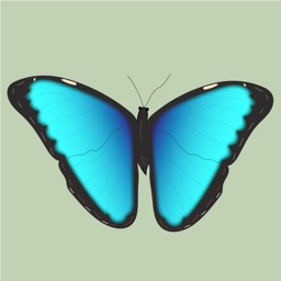 Papillons & Libellules