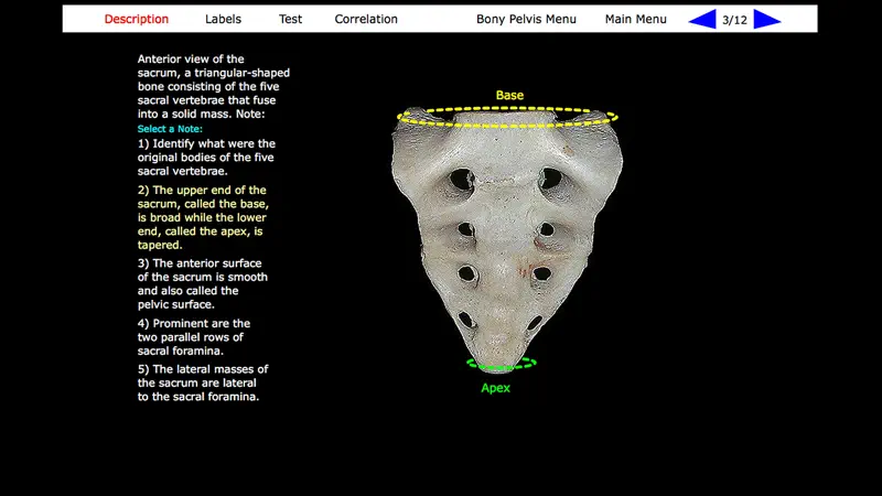 Human Skeleton: Gross Anatomy screenshot 7 of 10