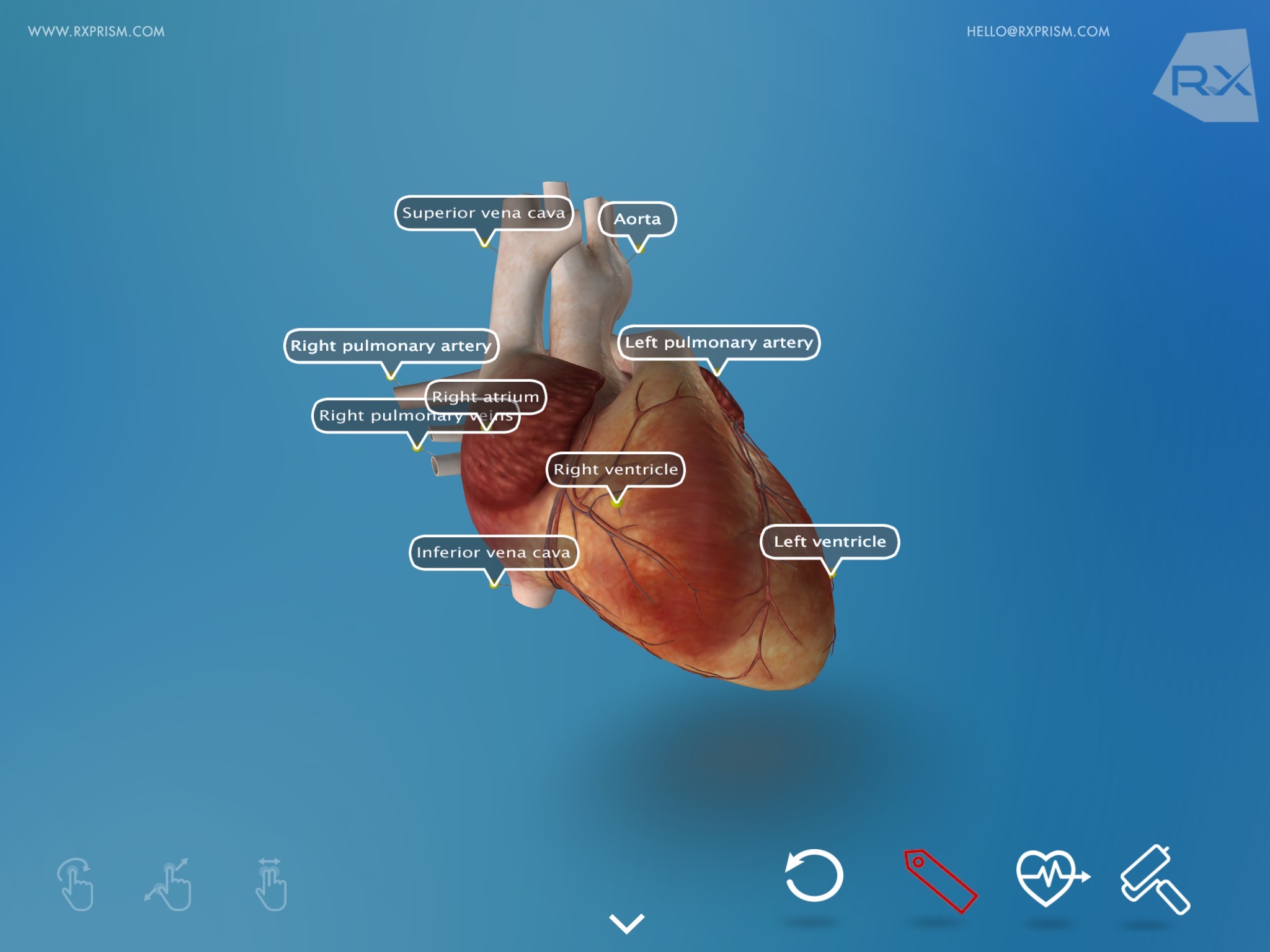 Heart Explore 3D screenshot 3