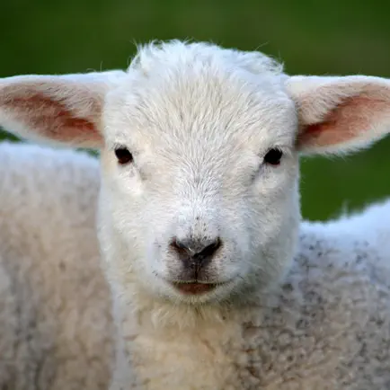 Sheep Sounds + Sheep Noises Читы