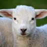 Get Sheep Sounds + Sheep Noises for iOS, iPhone, iPad Aso Report
