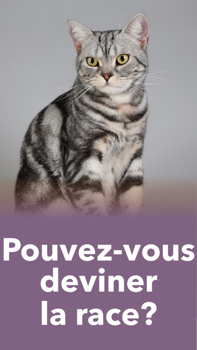 Screenshot #2 pour Chat Jeu Pour - Jeux d animaux