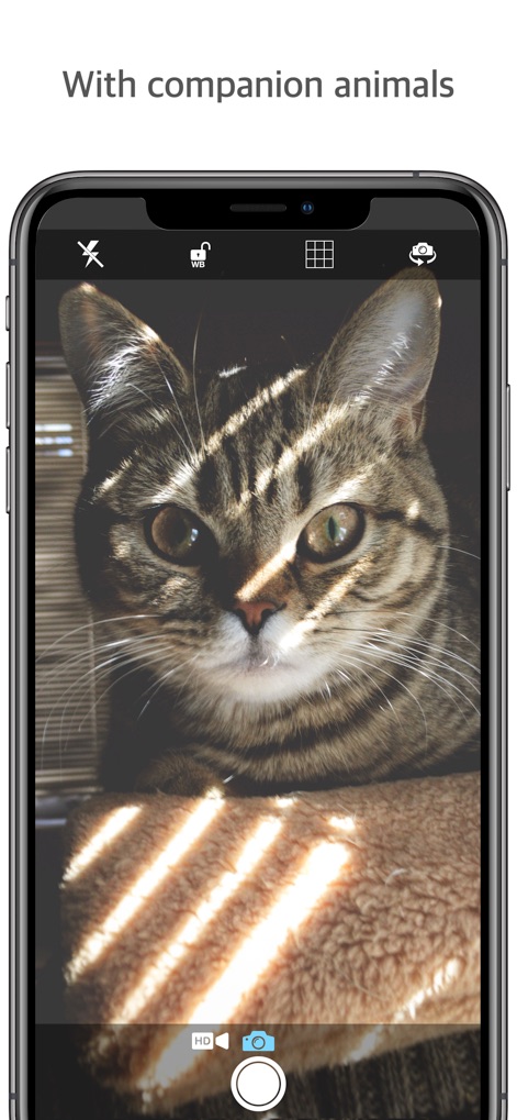 Q Camera! - Users can effortlessly capture stunning pet portraits, utilizing the prominent capture button and precise white balance lock icon for optimal lighting.