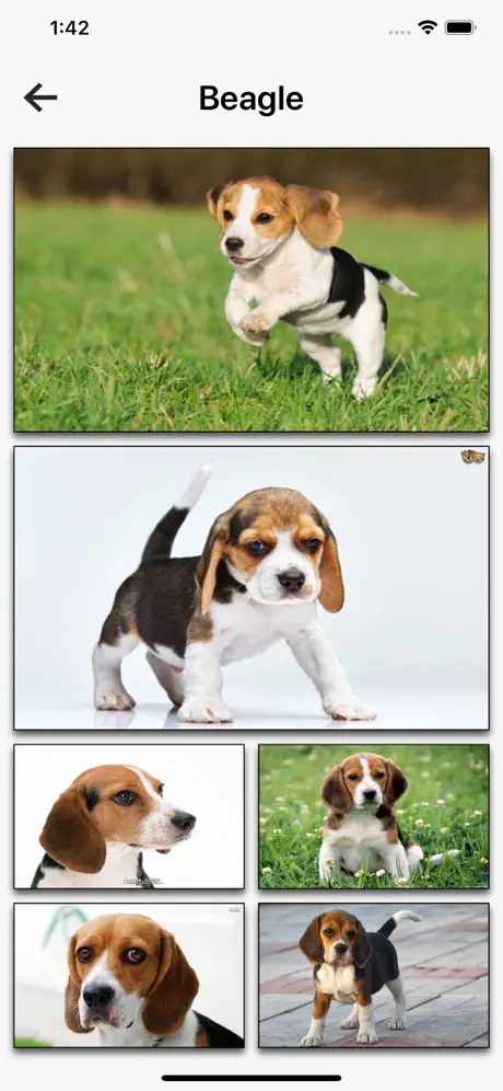 Dog Breeds HD Wallpapers