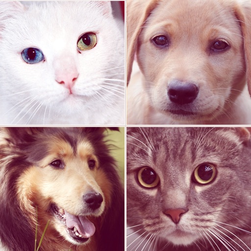 Chats & Chiens : Races et Quiz icon