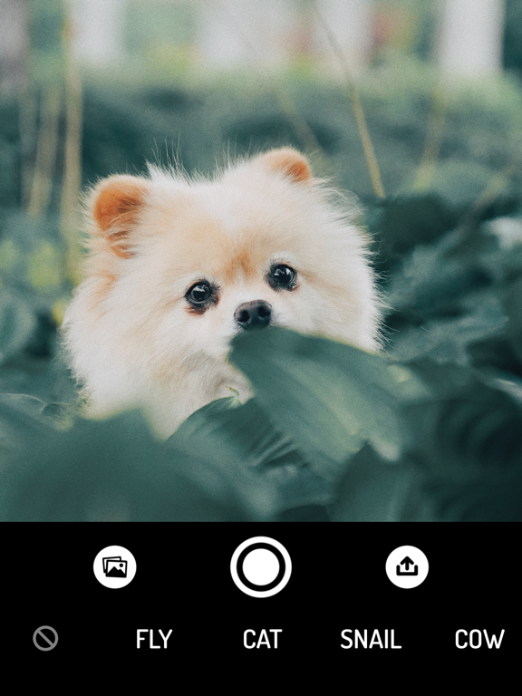 Screenshot #6 pour How do Animals see? - Camera