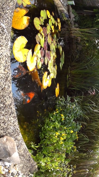 Aquarium Pack screenshot-3