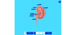 Game screenshot Kidney AR apk