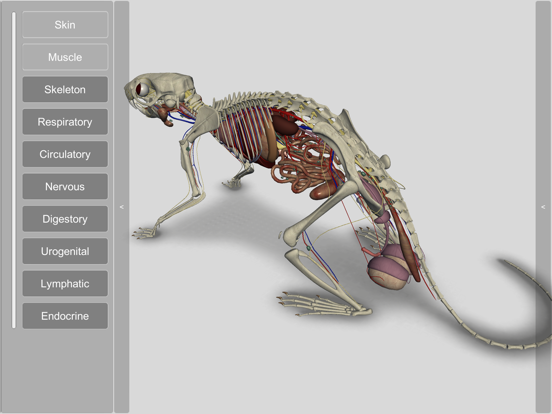 3D Rat Anatomy iPad screenshot