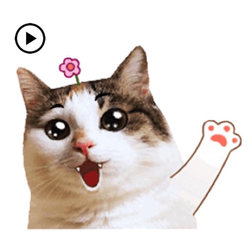 CatMoji Animated Humorous Cat icon