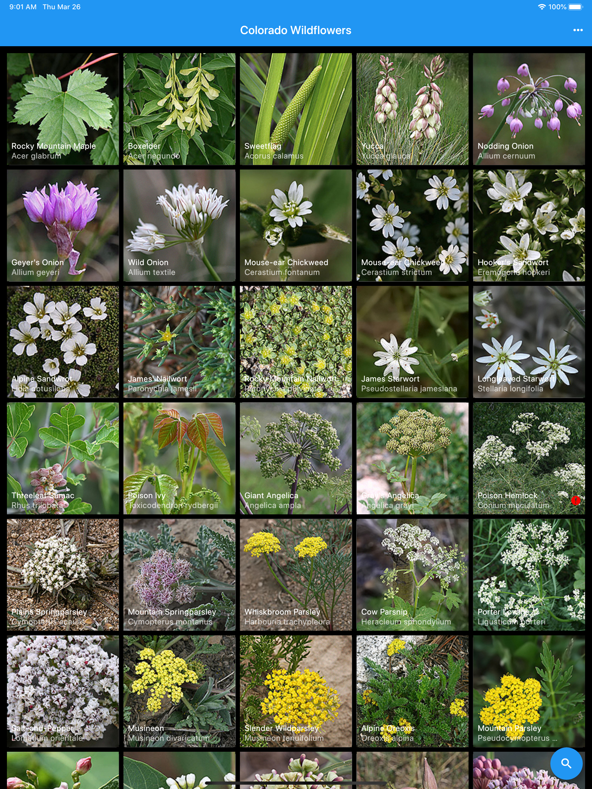 Colorado Wildflowers Guide