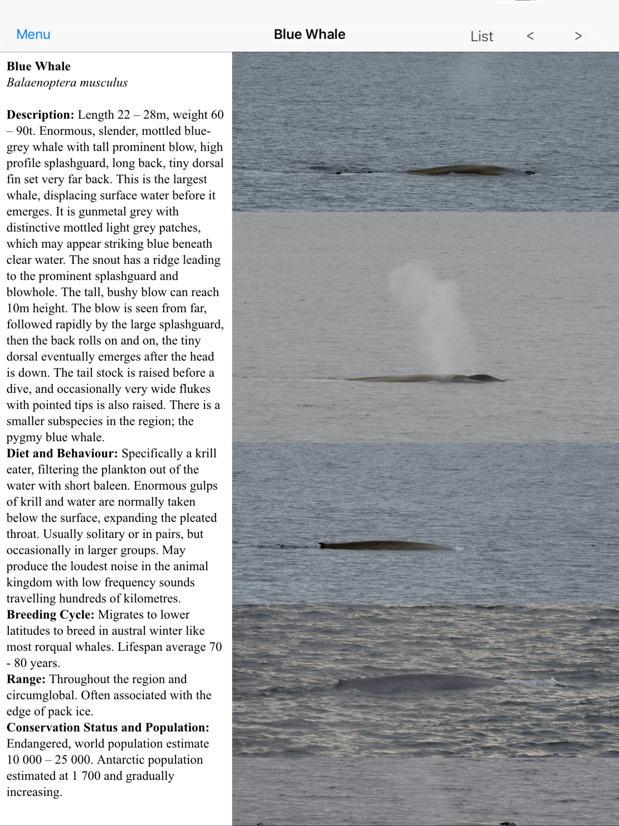 Antarctic Wildlife Guide
