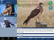 bird song id canada birdsongs ipad capturas de pantalla 3