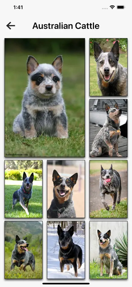 Dog Breeds HD Wallpapers