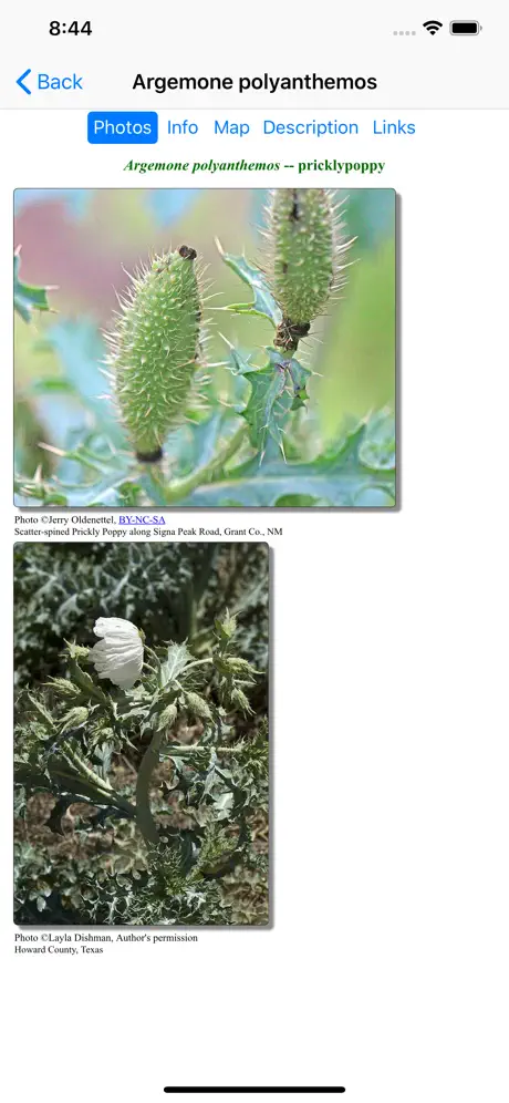 Nebraska Wildflowers