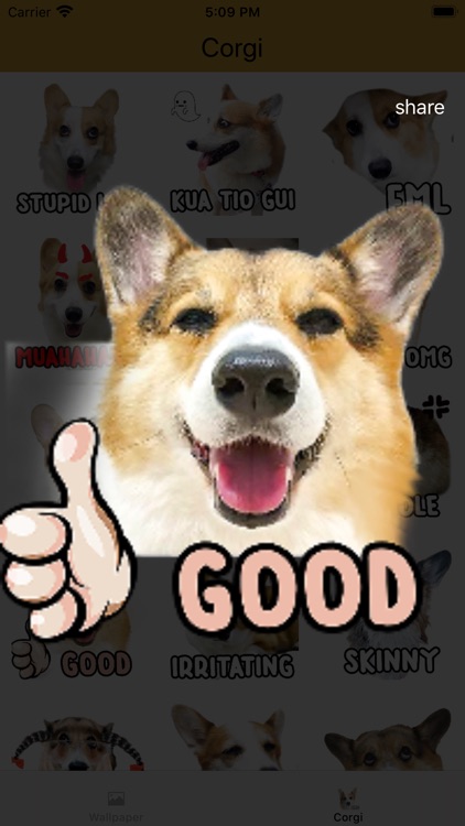 Cute Little Corgi
