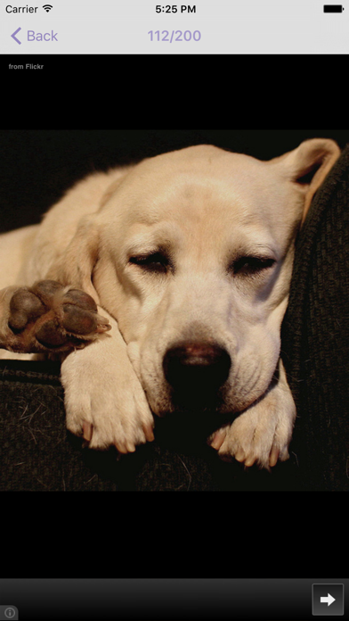 Dog's Family Screenshot