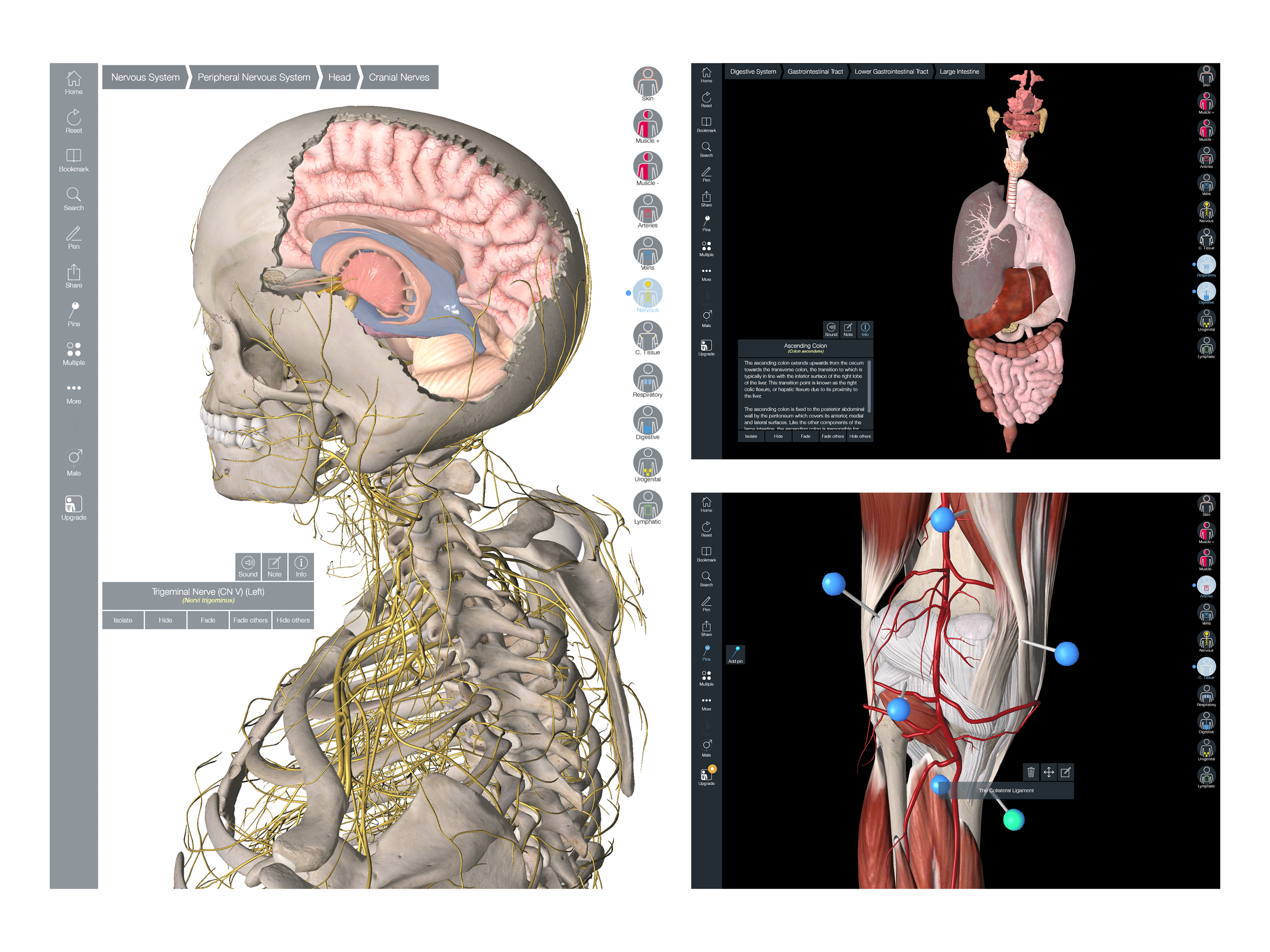 Essential Anatomy 5 screenshot 10