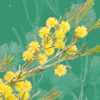 Wattle - Acacias of Australia - LucidMobile