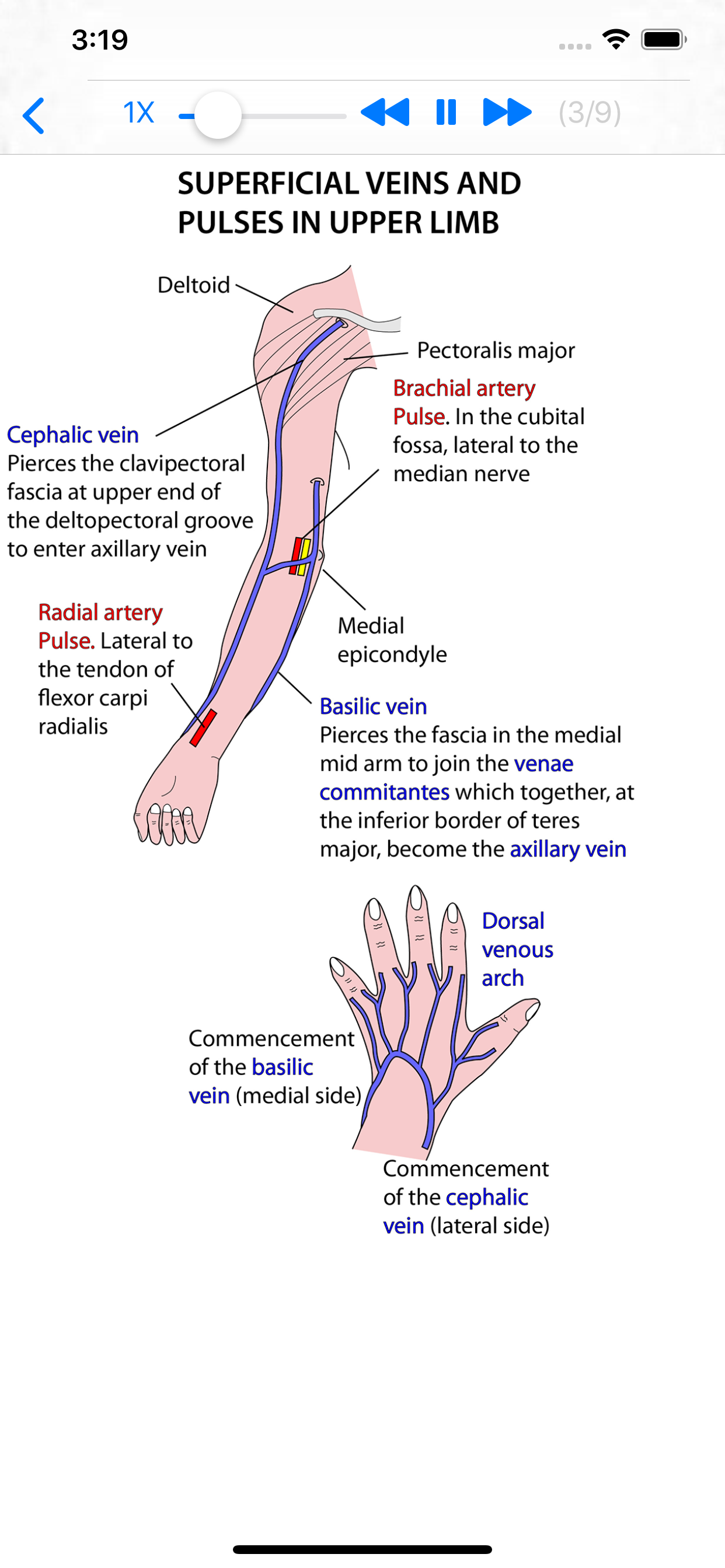 Anatomy Lectures Limbs screenshot 3