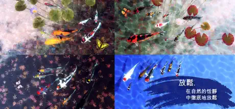 My Koi